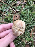 Suillus luteus image