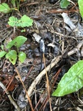 Tolypocladium ophioglossoides image