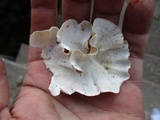 Poronidulus conchifer image