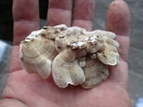 Poronidulus conchifer image