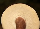 Tylopilus badiceps image