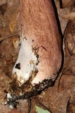 Tylopilus badiceps image