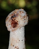 Hypomyces hyalinus image