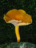 Cantharellus ignicolor image