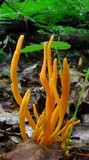 Clavulinopsis aurantiocinnabarina image