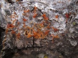 Valsa sordida image