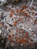 Valsa sordida image