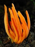Clavulinopsis aurantiocinnabarina image