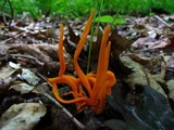 Clavulinopsis aurantiocinnabarina image