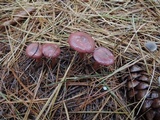 Chroogomphus vinicolor image