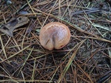 Chroogomphus ochraceus image