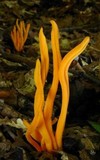 Clavulinopsis aurantiocinnabarina image