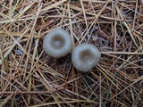 Clitocybe metachroa image