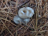 Clitocybe metachroa image