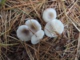 Clitocybe metachroa image