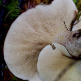 Suillus punctatipes image