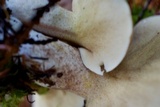 Suillus punctatipes image
