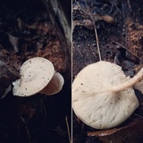 Melanoleuca alboflavida image