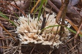Sebacina schweinitzii image