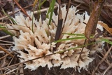 Sebacina schweinitzii image