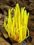Clavulinopsis fusiformis image