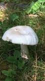 Amanita sect. Vaginatae image