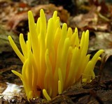 Clavulinopsis fusiformis image