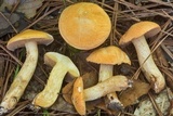 Suillus hirtellus image