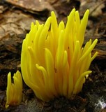 Clavulinopsis fusiformis image