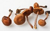 Pachylepyrium carbonicola image