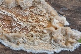 Trametopsis cervina image
