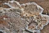 Trametopsis cervina image