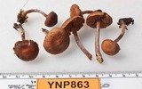 Pachylepyrium carbonicola image