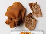 Peziza repanda image