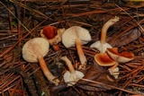Lactarius oculatus image