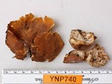 Peziza repanda image