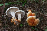 Neolentinus lepideus image