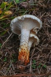 Neolentinus lepideus image