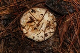 Russula compacta image
