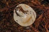 Russula compacta image