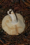 Russula compacta image