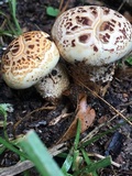 Neolentinus lepideus image