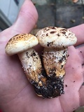Neolentinus lepideus image