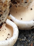 Neolentinus lepideus image