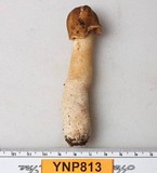 Verpa conica image