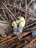 Helvella crispa image
