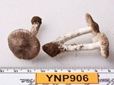 Tricholoma moseri image
