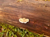 Postia caesia image