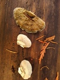 Postia caesia image