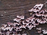 Chondrostereum purpureum image